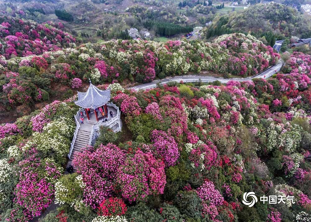 畢節百里杜鵑綻放盛景與旅游魅力探秘