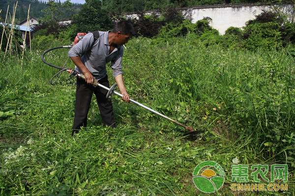 最新除草技術引領農業邁向高效環保新時代