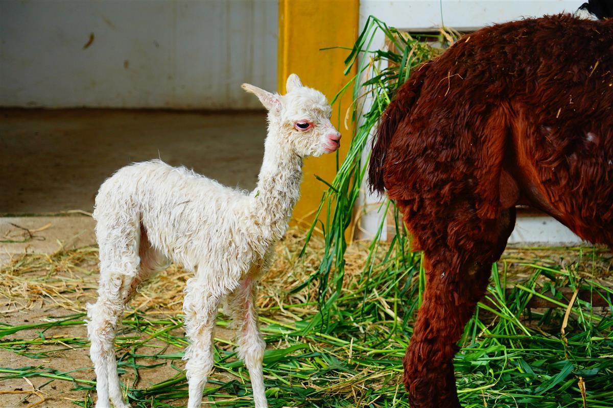 武漢動物園最新攻略，探索自然奧秘的理想之地