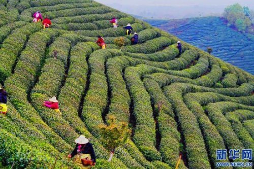 茶山春色的詩意畫卷，手機(jī)在線播放之旅