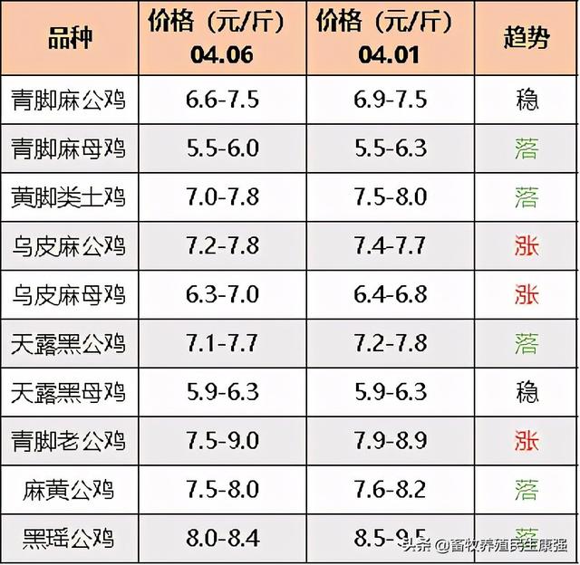 四川雞價格最新行情解析