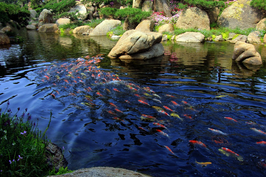 探索海洋生態(tài)的奇妙世界，最新魚景展示