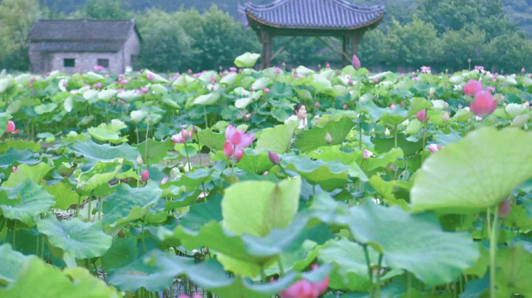 名蓮最新，探索與發現的旅程