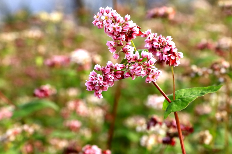 最新蕎麥花盛開與獨特魅力展現