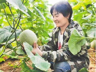 河北甜蜜之旅，探尋甜蜜之源與產(chǎn)業(yè)繁榮之路